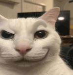:sly_cat: - Guess Who Template